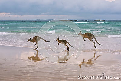 Kangaroo family on the beach Stock Photo