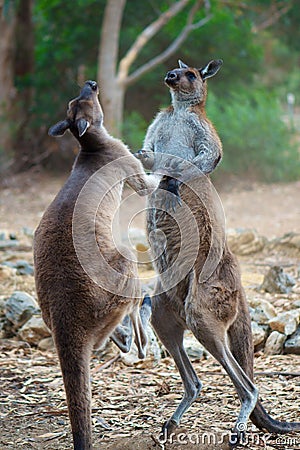 Kangaroo Fight Stock Photo