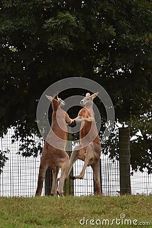 Kangaroo Fight Stock Photo