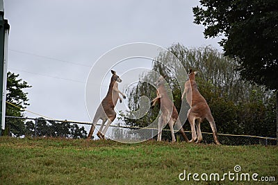 Kangaroo Fight Stock Photo