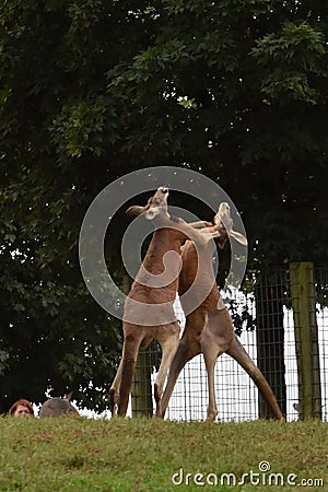 Kangaroo Fight Stock Photo