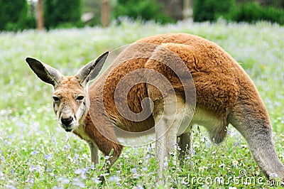 kangaroo On a green grass Stock Photo