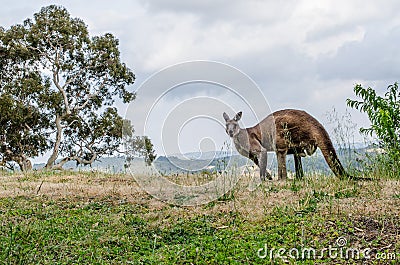 Kangaroo on the Hill Stock Photo