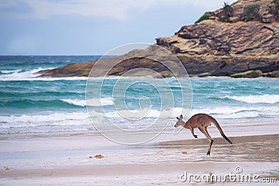 Kangaroo hopping on the beach Stock Photo