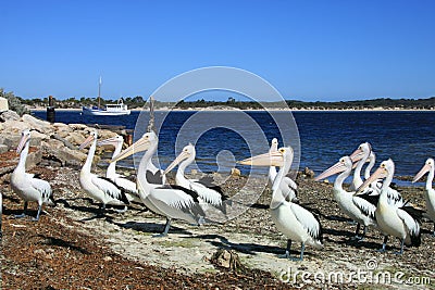 Kangaroo Island, Australia Stock Photo