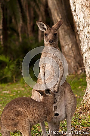 Kangaroo Joey Feeding Stock Photo