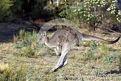 Kangaroo Jumping in the outback of Canberra Stock Photo