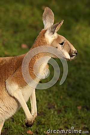 Kangaroo looking to the right Stock Photo