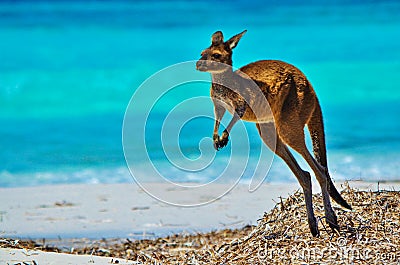 Kangaroo at Lucky Bay Stock Photo