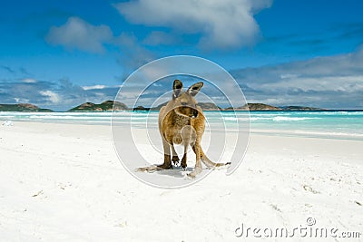 Kangaroo on Lucky Bay Stock Photo