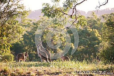 Kangaroo mob Stock Photo