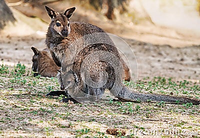 Kangaroo Stock Photo