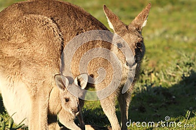 Kangaroo mother and Cub Stock Photo