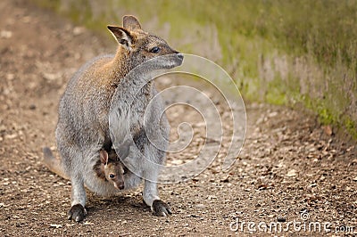 Kangaroo mother with small baby in her pocket Stock Photo