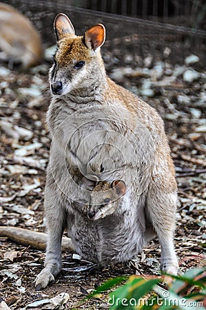 Kangaroo mum with baby in Featherdale Wildlife Park, Australia Stock Photo