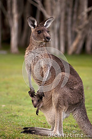 Kangaroo Mum with a Baby Joey in the Pouch Stock Photo