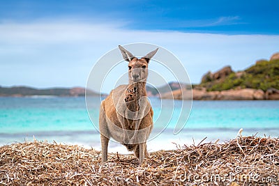 Kangaroo 0n the Lucky beach western Australia Stock Photo