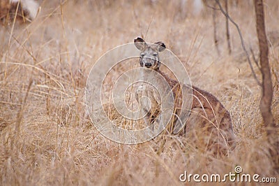 Kangaroo in natural habitat Australia Stock Photo