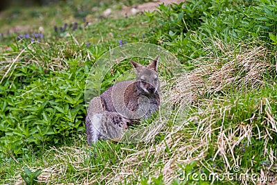 Kangaroo Stock Photo