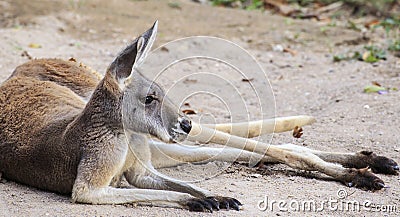 Kangaroo Stock Photo