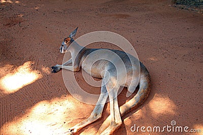 Kangaroo in the Shade at Bush Gardens Stock Photo