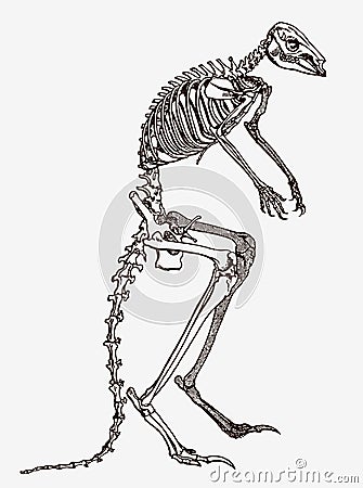 Kangaroo skeleton in profile view Vector Illustration