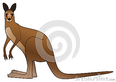 Kangaroo standing looking vector illustration on isolated white background Vector Illustration