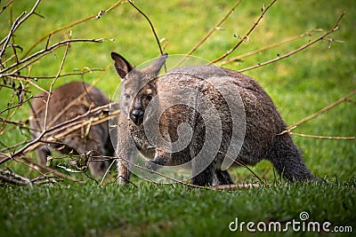 Kangaroo symbol of Australia Stock Photo