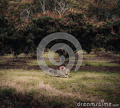 Kangaroo Wallaby is hiding in the grass on the shore of the lake. Australian wildlife. Queensland Stock Photo