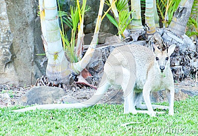 Kangaroo is the world`s largest marsupial. Stock Photo