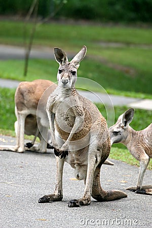 Kangaroos Stock Photo