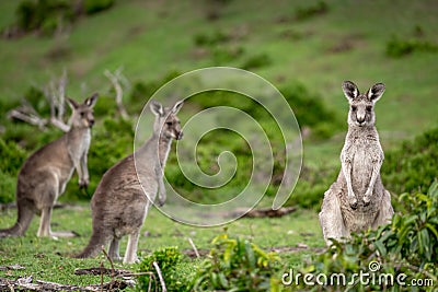 Kangaroos in Australian bushland Stock Photo