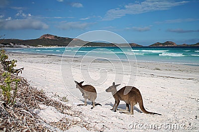 Kangaroos on beach with ocean in background at Lucky Bay, Western Australia Stock Photo