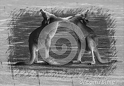 Kangaroos Embracing Stock Photo