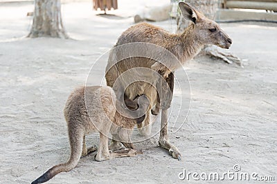 Kangaroos at Gan Garoo Stock Photo