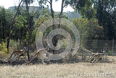 Kangaroos graze on the refinery perimeter fences-2 Stock Photo