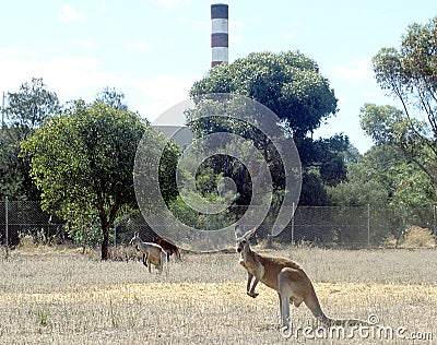 Kangaroos graze on the refinery perimeter fences-2 Stock Photo