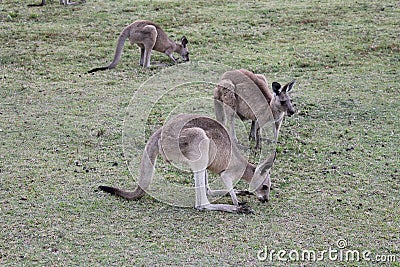 Kangaroos Having an Afternoon Snack at Coombabah Stock Photo