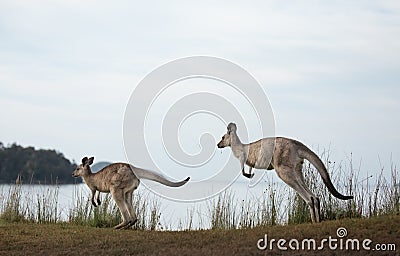 Eastern grey kangaroos hopping along by a coastal beach Stock Photo