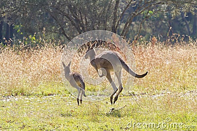 Kangaroos hopping away Stock Photo
