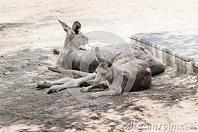 Kangaroos lie on a sunny day on the ground and rest at the Australian Zoo Gan Guru in Kibbutz Nir David, in Israel Stock Photo