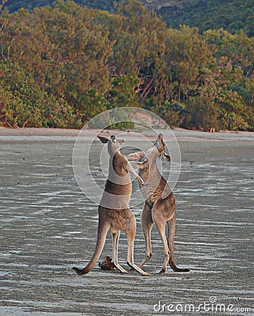 Kangaroos Playful Boxing Stock Photo