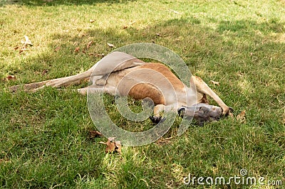 Kangaroos rest on the grass during the day in Gan Guru kangaroo park in Kibutz Nir David in the north of Israel Editorial Stock Photo