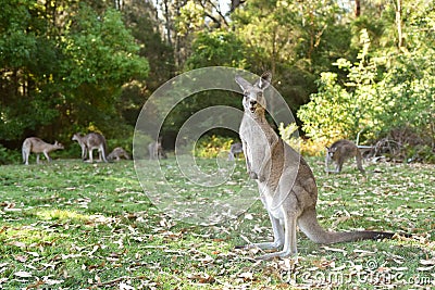 Kangaroos in wild nature Stock Photo