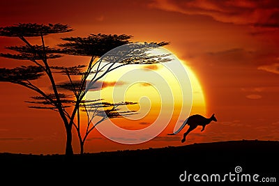 Kangoroo sunset australia Stock Photo