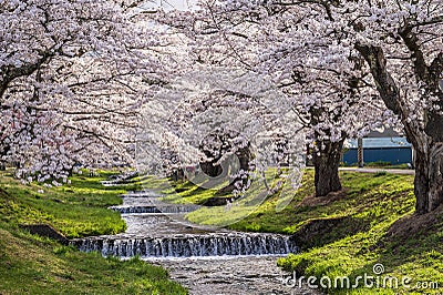 Kannonji-gawa River Cherry Trees in Fukushima, Japan Stock Photo