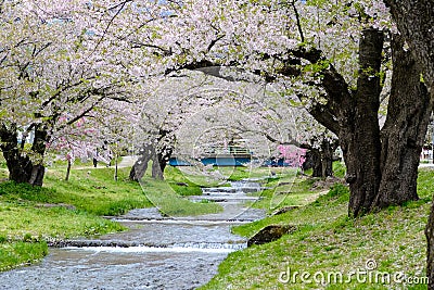 Kannonji River, beautiful sakura cherry blossoms in pink color full blooming ,the river level passing along tje bridge ,sakura tre Stock Photo