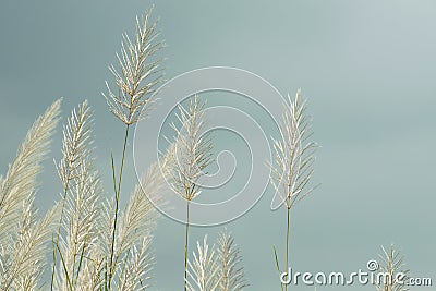 Kans Grass, saccharum spontaneum Stock Photo