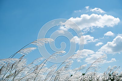 Kans grass , Saccharum spontaneum in the wind Stock Photo