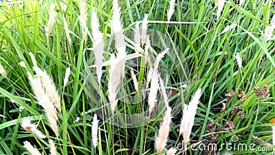 Kans saccharum spontaneum grass Stock Photo